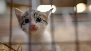 the secret life of kittens