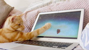 the secret life of kittens