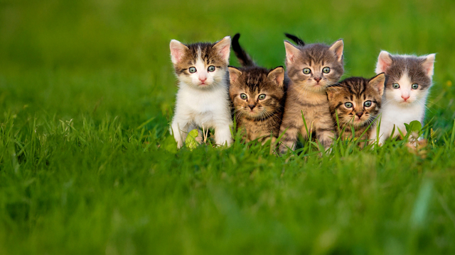 the secret life of kittens